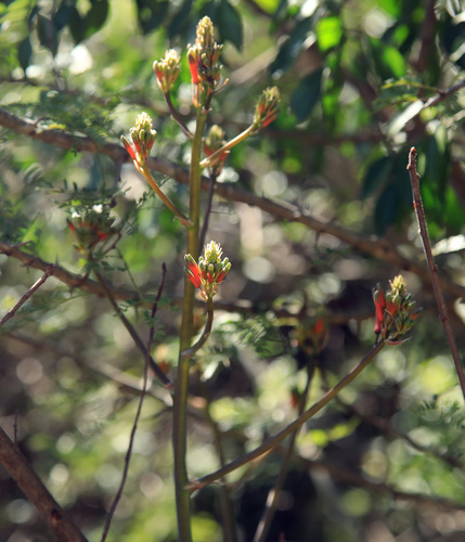 Aloe branddraaiensis, photograph 4