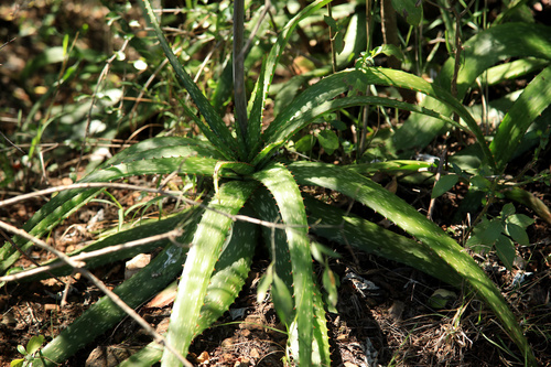 Aloe branddraaiensis, photograph 3
