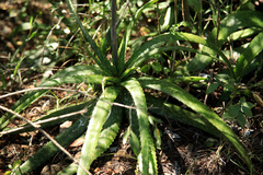 Aloe branddraaiensis