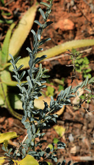 Maerua decumbens