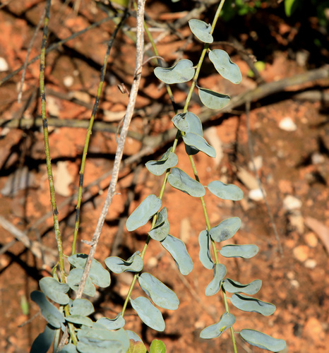 Image of Maerua edulis by (c) Wynand Uys, some rights reserved (CC BY)
