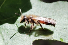 Andrena florea