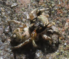 Habronattus coecatus