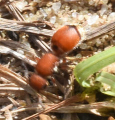 Pseudomethoca sanbornii