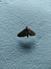 Piletocera