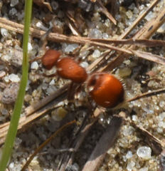 Pseudomethoca sanbornii