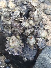 Saccostrea