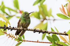 Saucerottia beryllina