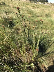 Inulanthera leucoclada