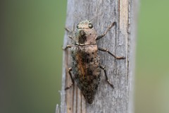 Dicerca berolinensis