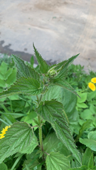 Urtica dioica