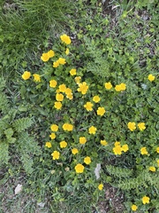 Ranunculus montanus