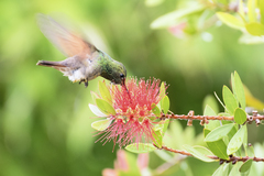 Saucerottia beryllina