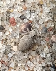 Attulus distinguendus