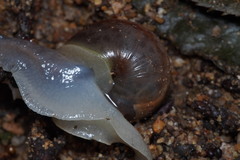 Euhadra amaliae