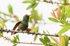 Saucerottia beryllina