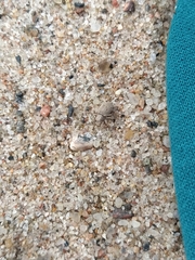 Attulus distinguendus