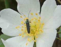 Chrysanthia viridissima