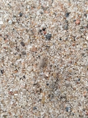 Attulus distinguendus