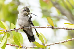 Cynanthus latirostris