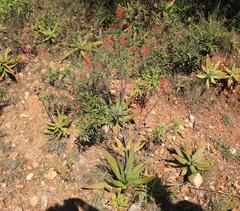 Aloe branddraaiensis