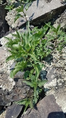 Physochlaina physaloides