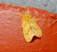 Artaxa guttata