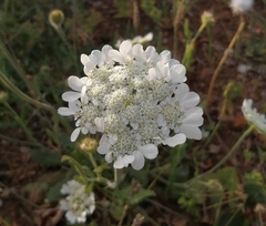 Tordylium officinale