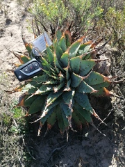 Aloe pratensis