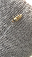 Deraeocoris flavilinea