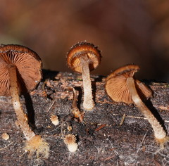 Psathyrella echinata