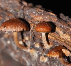 Psathyrella echinata