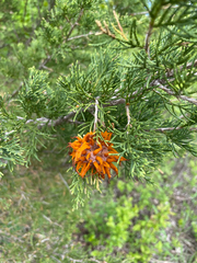 Gymnosporangium juniperi-virginianae