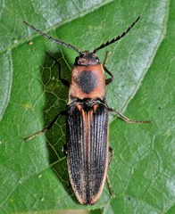 Megapenthes limbalis