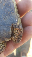 Chersobius boulengeri