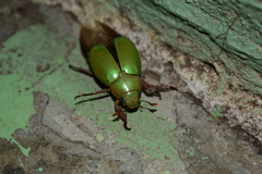 Chrysina sallaei