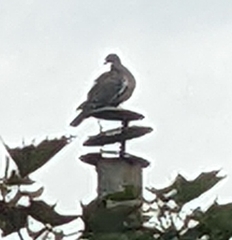 Columba palumbus