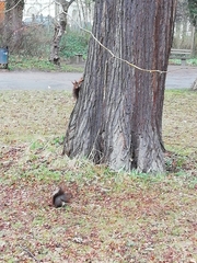 Sciurus vulgaris
