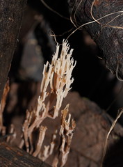 Artomyces austropiperatus