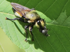 Laphria grossa