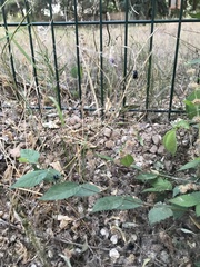 Chrysochus chinensis