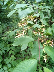Prunus maackii