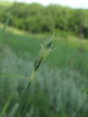 Dianthus lanceolatus