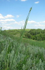 Dianthus lanceolatus