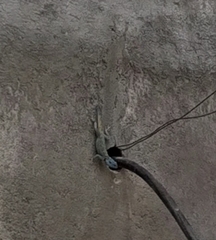 Acanthocercus annectans