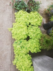 Sedum makinoi