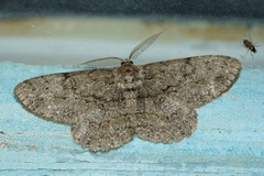 Hypomecis punctinalis