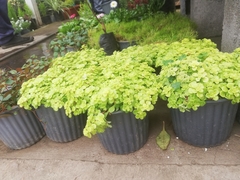 Sedum makinoi