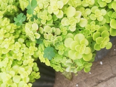 Sedum makinoi