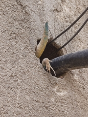 Acanthocercus annectans